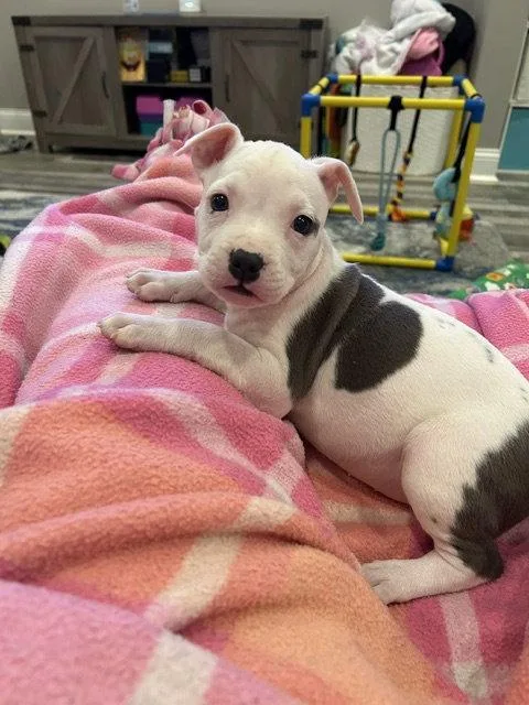 A baby medium-sized female Pit Bull Terrier dog named Pearl Anne for adoption in Newport, KY