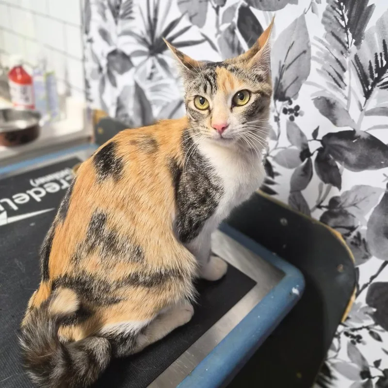 A young medium-sized female Calico Domestic Short Hair cat named Bibi for adoption in Wahiawa, HI