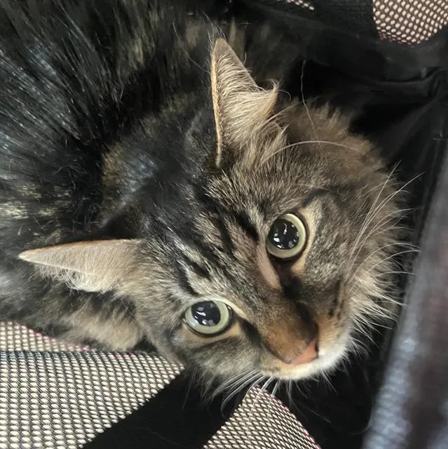 An adult medium-sized female Domestic Long Hair cat named Vicky for adoption in Dallas, TX