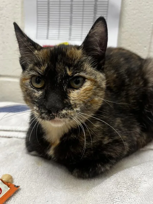 A baby small-sized female Domestic Short Hair cat named Yip for adoption in Santa Rosa, CA