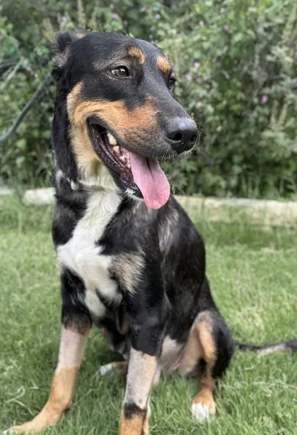 An adult large-sized female Shepherd dog named Eevee for adoption in San Antonio, TX