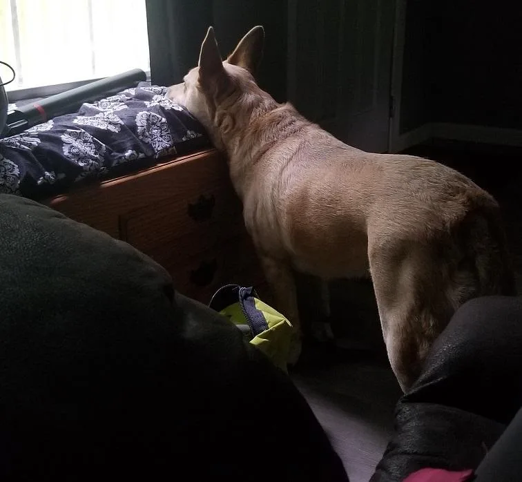 Cali   Year thumbnail 4