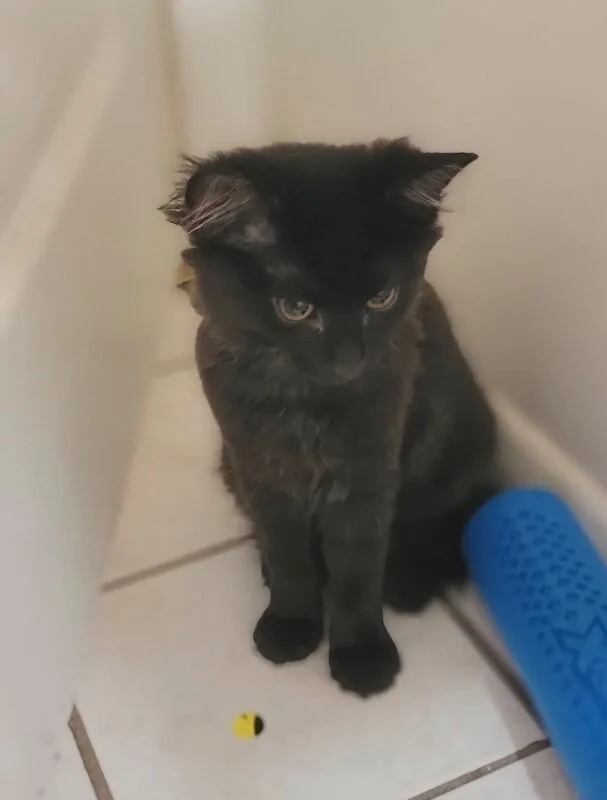 A young medium-sized male Black Domestic Long Hair cat named Sugar for adoption in North Babylon, NY