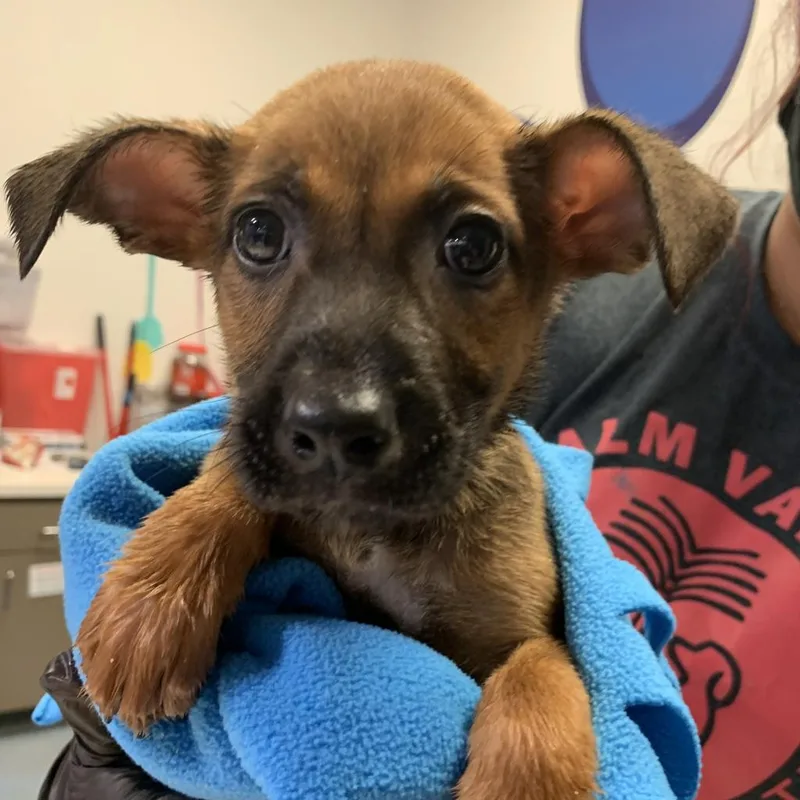 An adult large-sized female Brown / Chocolate Shepherd dog named London for adoption in Edinburg, TX