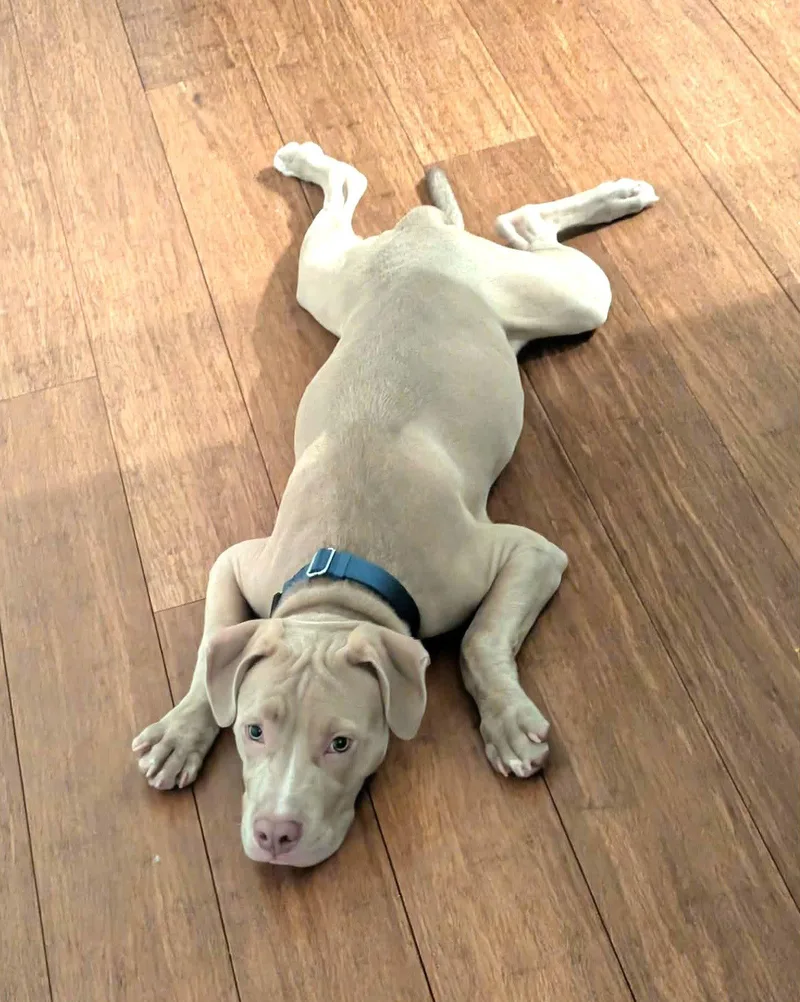 A young medium-sized male Pit Bull Terrier dog named Theo for adoption in Rockville, MD