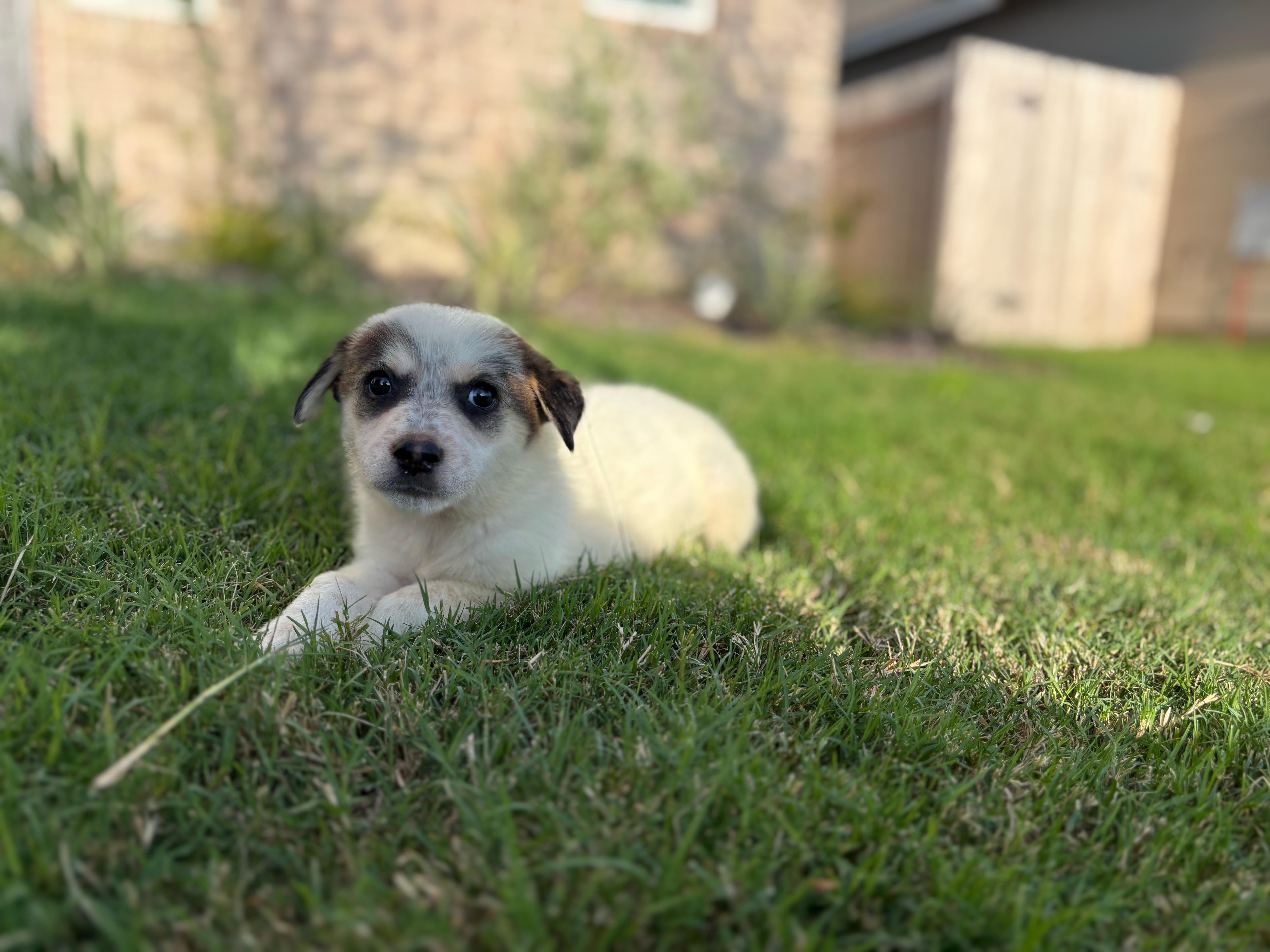 A baby medium-sized male Tricolor (Brown, Black, & White) Cattle Dog dog named Sullivan for adoption in Pflugerville, TX