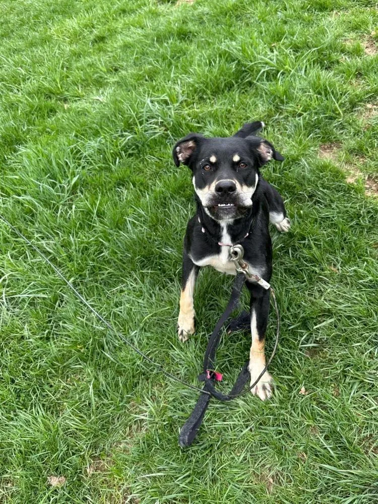 Katy Roo thumbnail 4