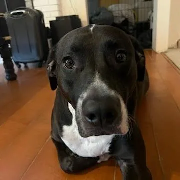 An adult large-sized male Black Labrador Retriever dog named Aim for adoption in Melrose, FL