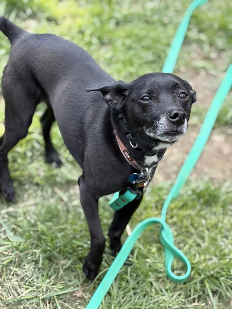 An adult small-sized male Tricolor (Brown, Black, & White) Chihuahua dog named Cinco for adoption in Brewster , NY