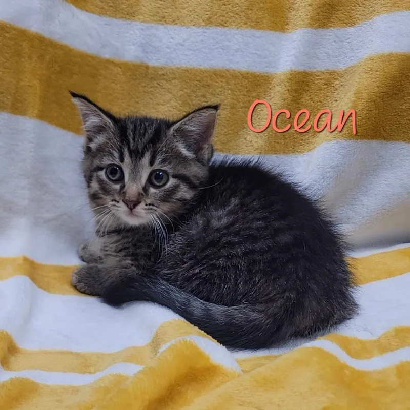 A baby small-sized female Brown / Chocolate Domestic Short Hair cat named Ocean for adoption in Parkersburg, WV