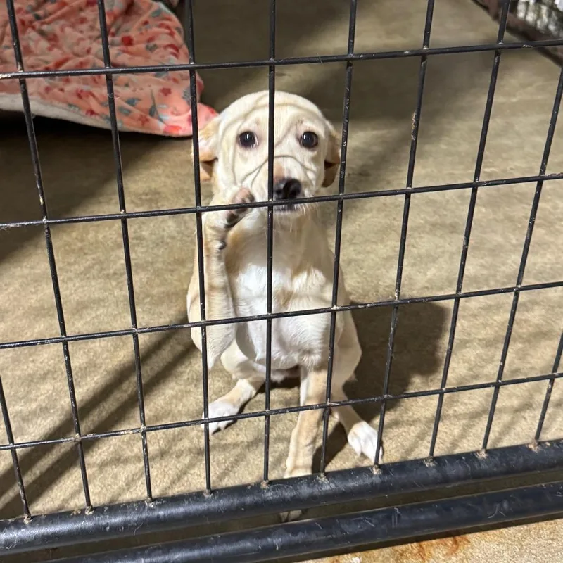 A young small-sized female White / Cream Chihuahua dog named Posie for adoption in Newberg, OR