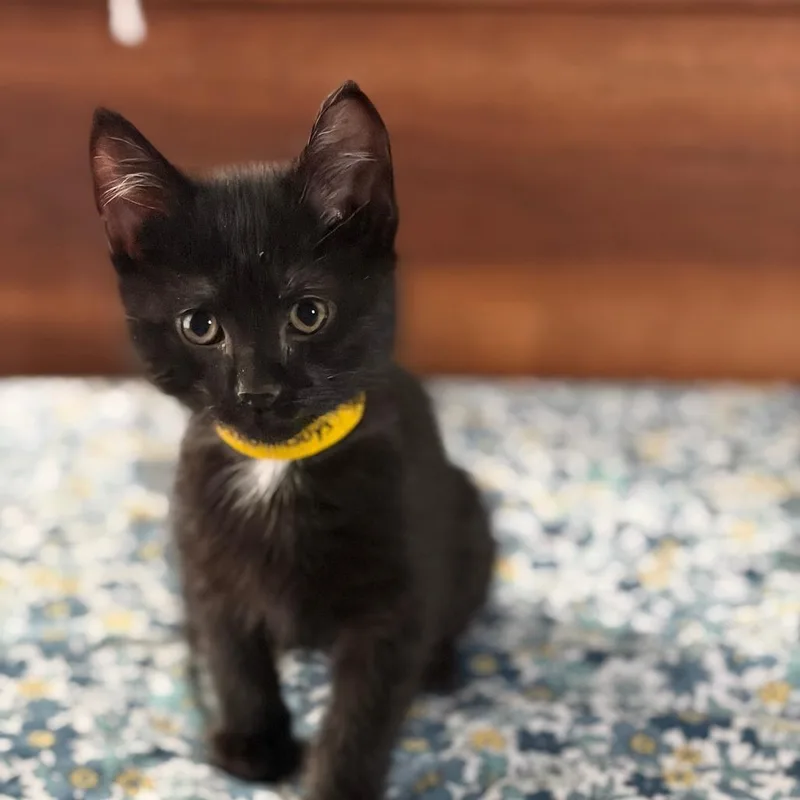 A baby small-sized female Black Domestic Short Hair cat named Nico Buys Happy Meals for adoption in Princeton, MN