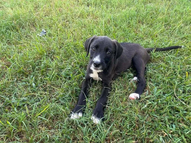 A baby medium-sized female Tricolor (Brown, Black, & White) Mixed Breed dog named Weezer for adoption in Statesboro, GA