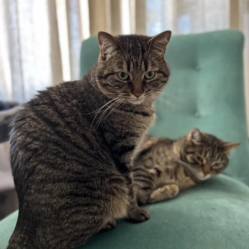 A senior large-sized male Brown / Chocolate Domestic Short Hair cat named Jimmy for adoption in Tempe, AZ