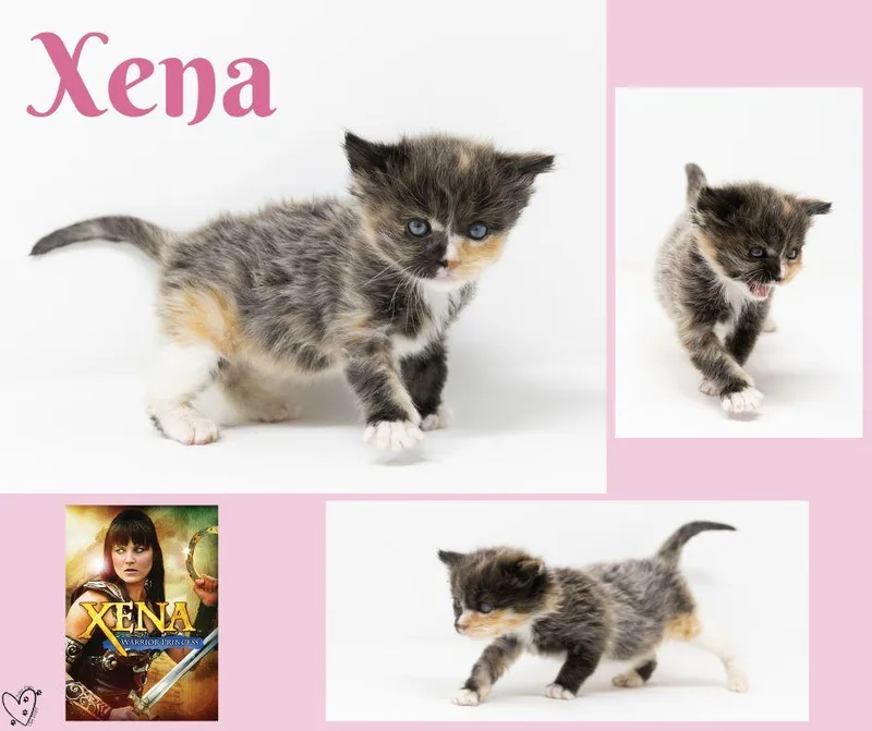 Xena thumbnail 2