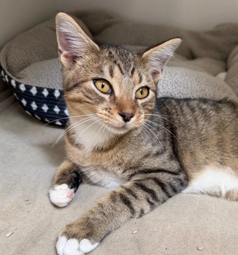 A baby medium-sized male Domestic Short Hair cat named Pawdrey for adoption in Columbia, IL