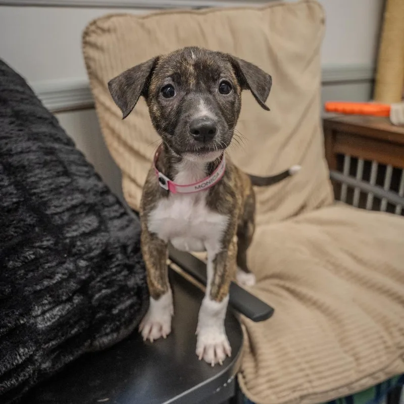 A baby medium-sized female Brindle Labrador Retriever dog named Monica for adoption in Pawling, NY
