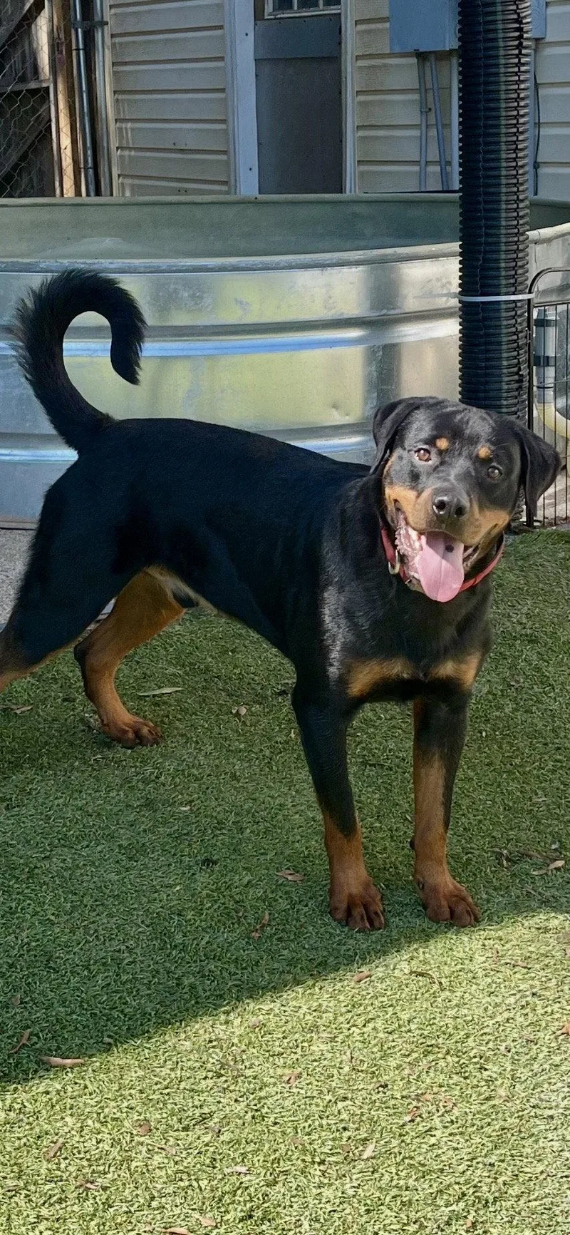 An adult large-sized male Rottweiler dog named Noodles for adoption in Mooresville, NC