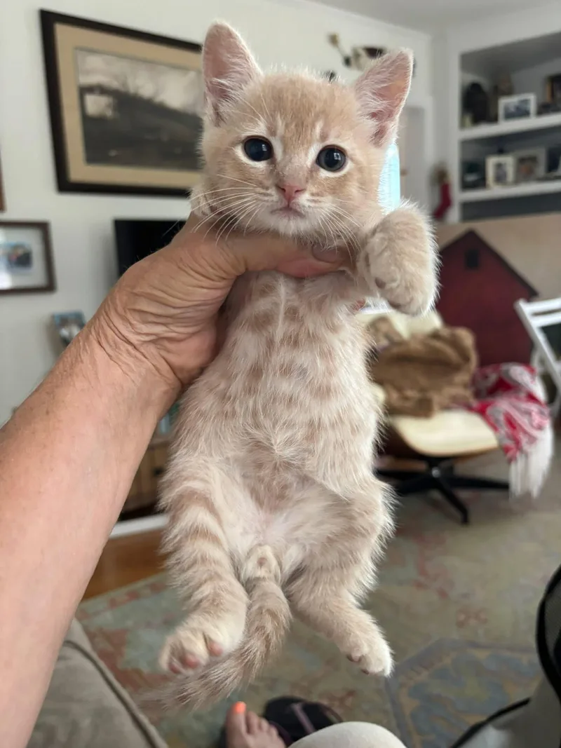 A baby medium-sized male Buff / Tan / Fawn Domestic Short Hair cat named Marty for adoption in Landenberg, PA
