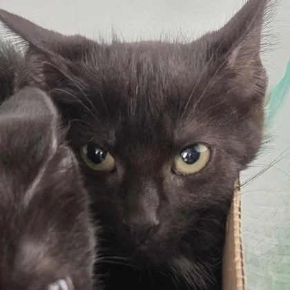 A baby small-sized female Domestic Short Hair cat named Hannah for adoption in Voorhees, NJ
