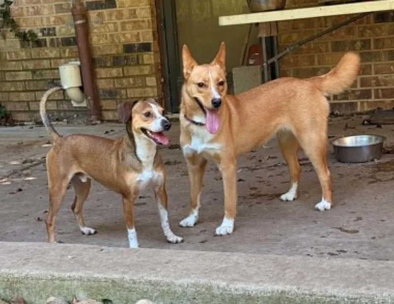 A young medium-sized female Tricolor (Brown, Black, & White) Beagle dog named Clyde for adoption in Temple, TX