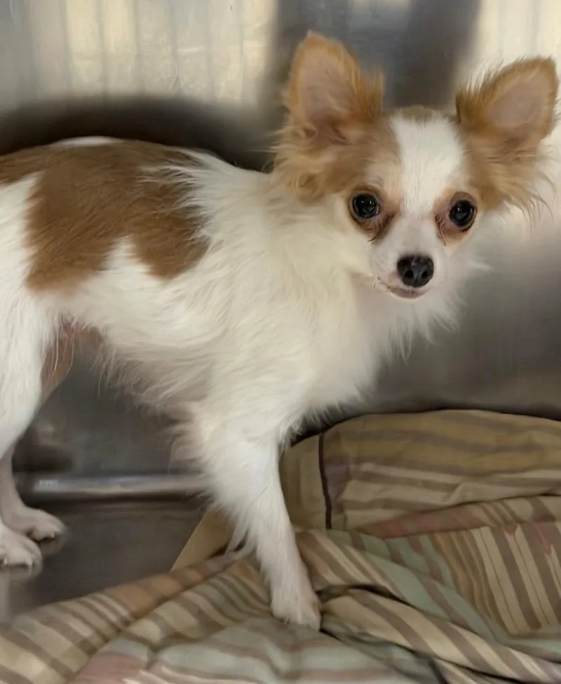 A young small-sized female Chihuahua dog named Rosie $ for adoption in Milwaukee, WI