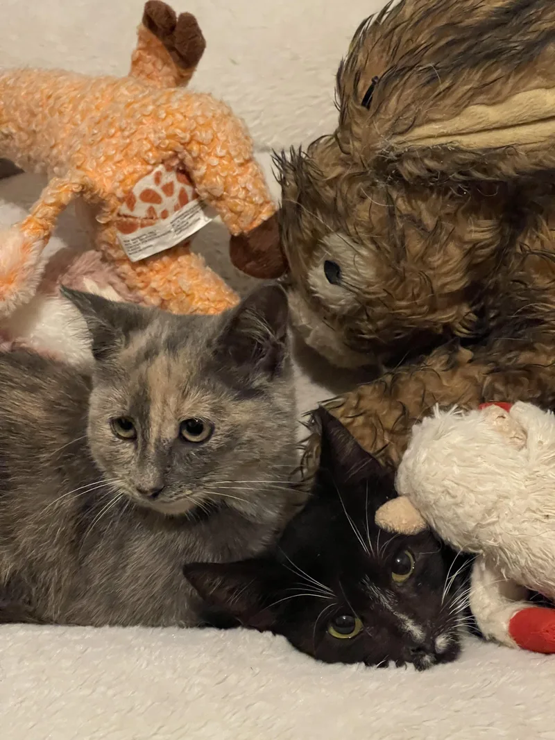 A young medium-sized male Domestic Short Hair cat named Ra & Isis for adoption in Broken Arrow, OK