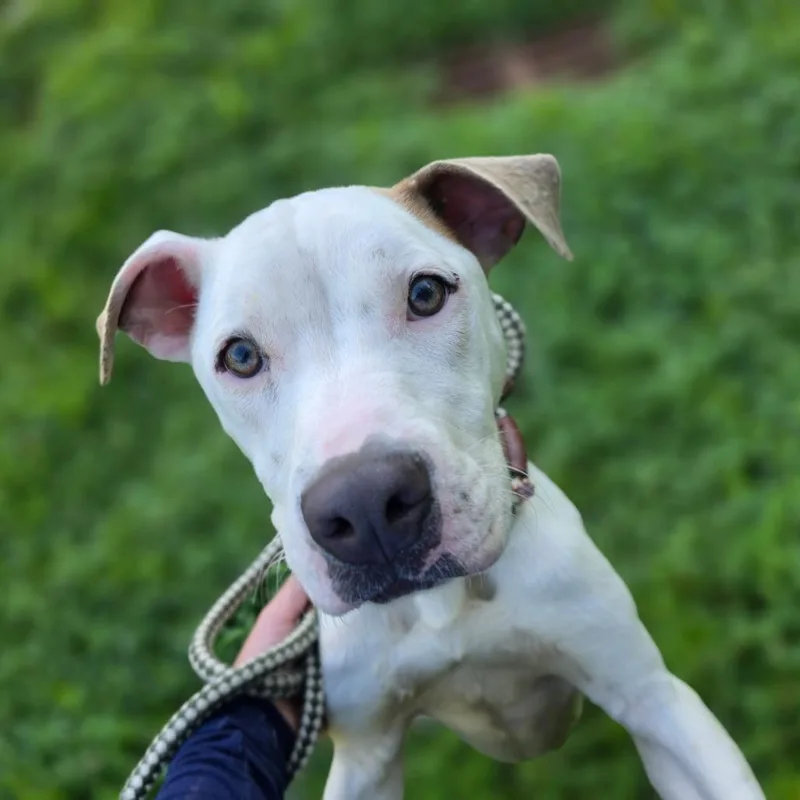A young medium-sized female White / Cream Pit Bull Terrier dog named Athena for adoption in Greensboro, NC