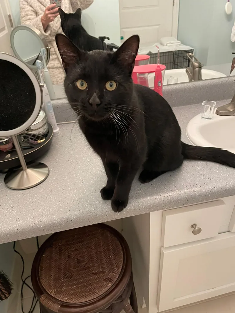 A young medium-sized male Black Domestic Short Hair cat named Binx for adoption in Davison, MI
