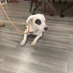 An adult medium-sized female White / Cream Pit Bull Terrier dog named YORKStray for adoption in York, PA