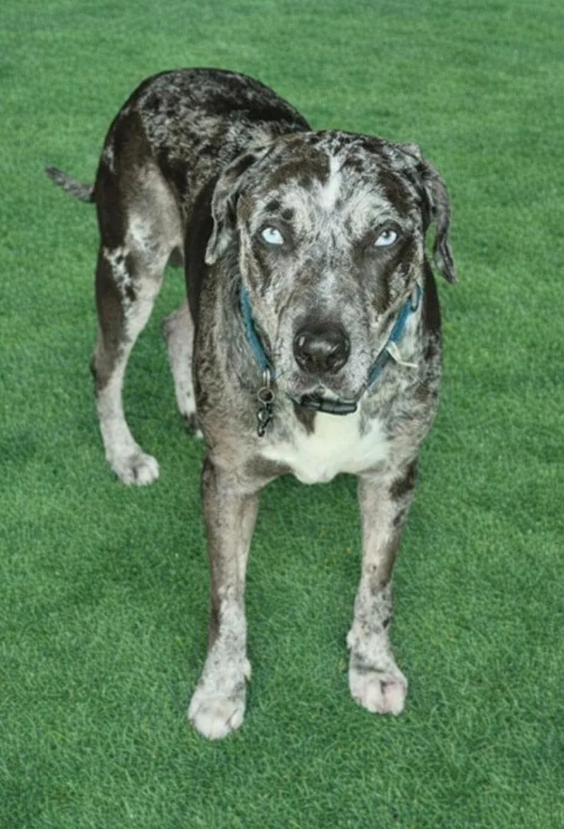 A young large-sized male Black Catahoula Leopard Dog dog named Koda for adoption in Oregon, WI