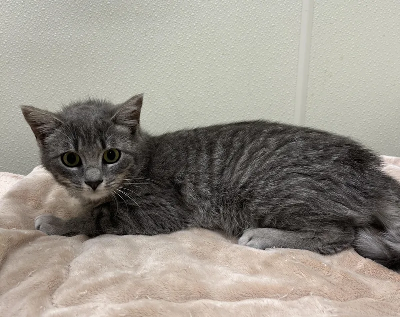A young medium-sized female Gray / Blue / Silver Domestic Short Hair cat named Vicki for adoption in Cashiers, NC