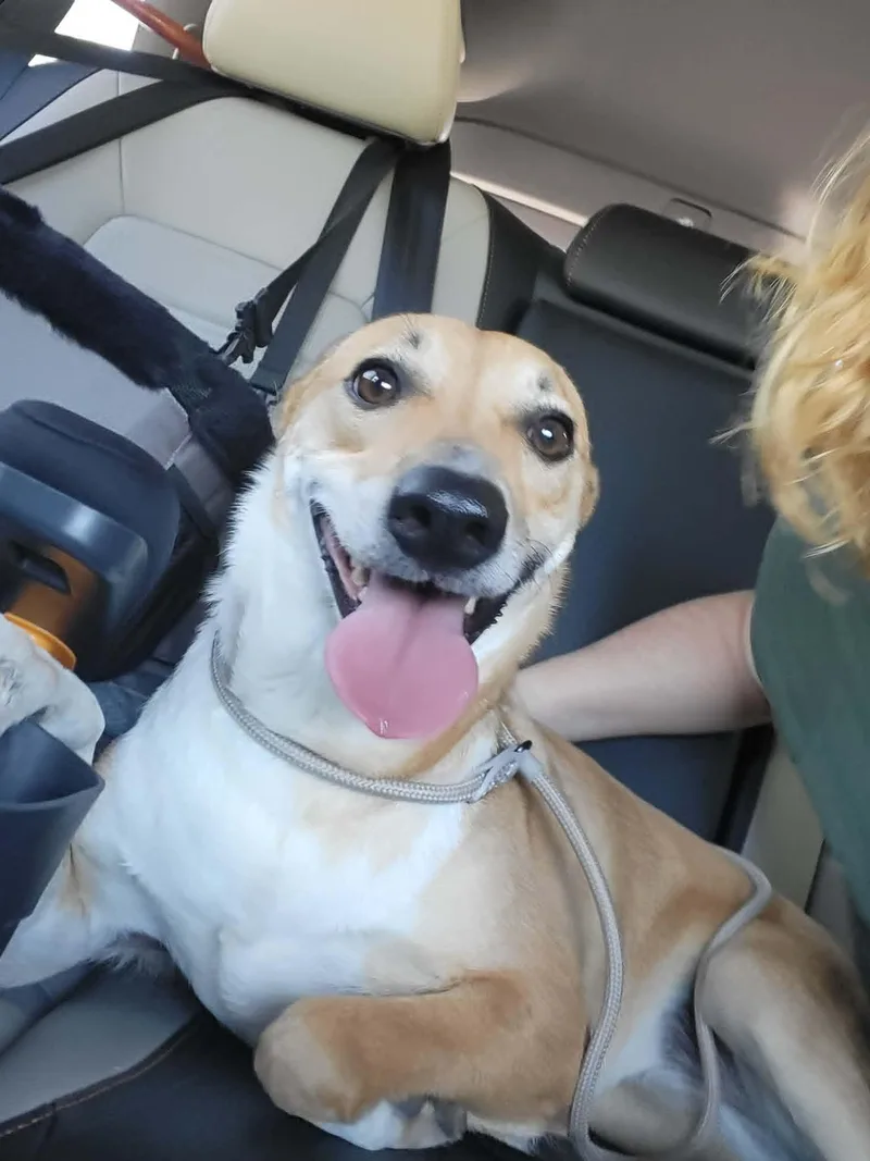A young medium-sized female Shiba Inu dog named Elllie for adoption in Dyer, IN