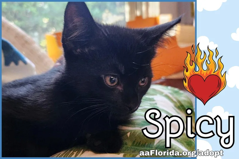 A young medium-sized male Black Domestic Short Hair cat named Spicy for adoption in Pensacola, FL