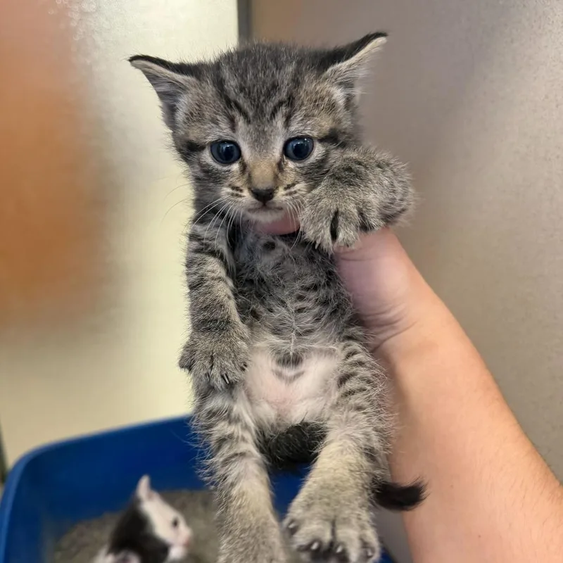 A baby small-sized female Brown / Chocolate Domestic Short Hair cat named Ringo for adoption in Rifle, CO