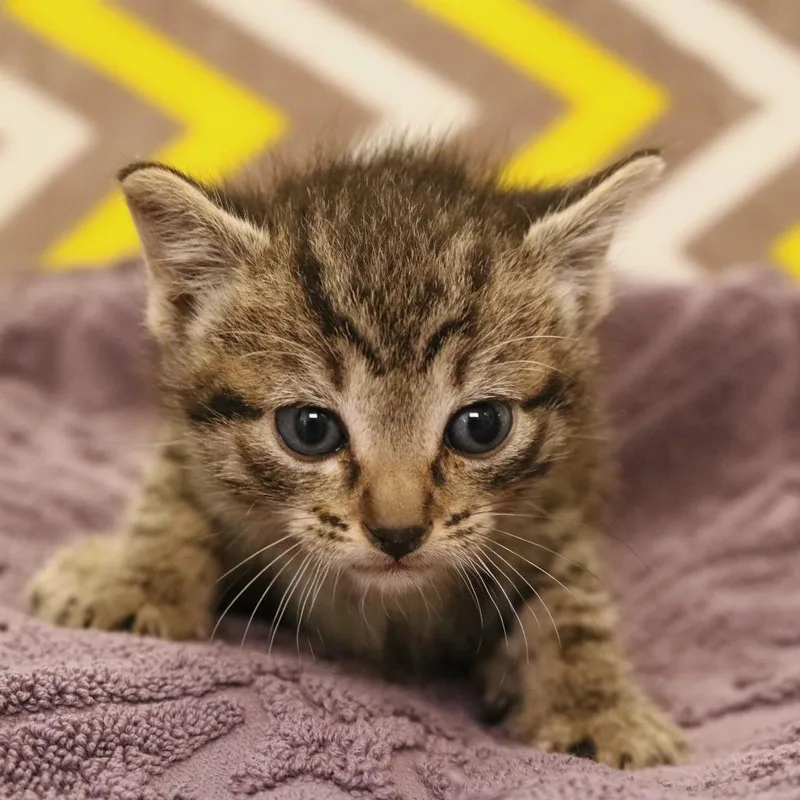 Ringo thumbnail 2