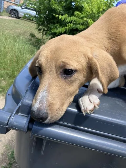 A baby small-sized female Mixed Breed dog named Heidi for adoption in Dallas, TX