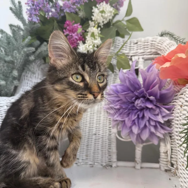A young small-sized female Brown / Chocolate Domestic Medium Hair cat named Katy Cagillion for adoption in Eaton Rapids, MI
