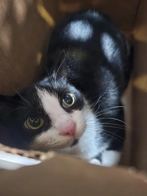 An adult small-sized male Domestic Short Hair cat named Panda for adoption in Dallas, TX