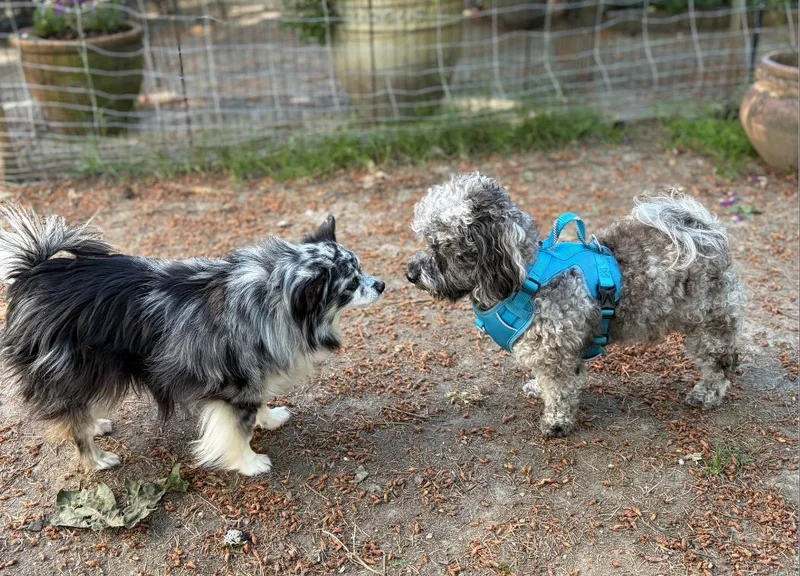 An adult small-sized male Gray / Blue / Silver Poodle (Toy) dog named Ollie for adoption in Puyallup, WA