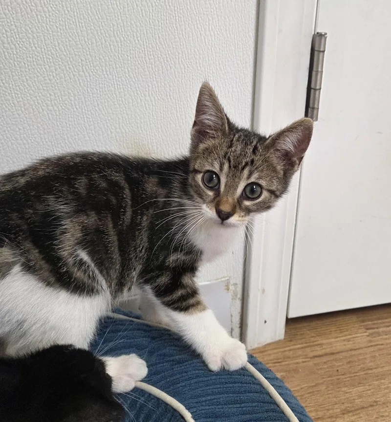 A baby medium-sized male Tabby (Brown / Chocolate) Domestic Short Hair cat named Lincoln for adoption in Carsonville, MI