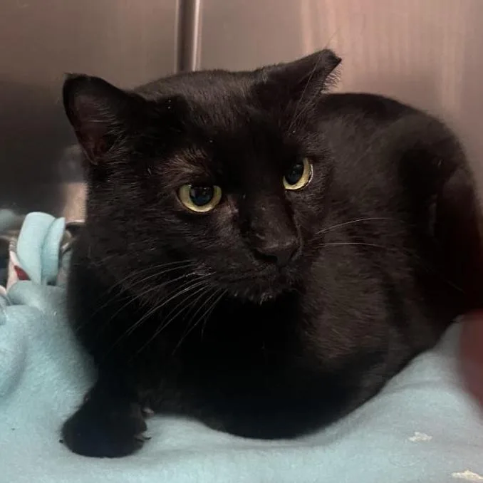 A senior large-sized female Black Domestic Short Hair cat named Miranda for adoption in Spokane, WA