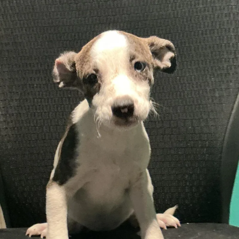 A baby medium-sized female Brindle Mixed Breed dog named Sperry for adoption in Durant, OK