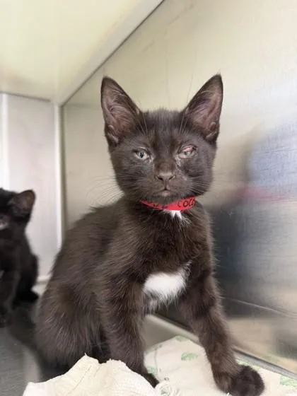 A baby small-sized female Domestic Short Hair cat named Coconut for adoption in Westland, MI