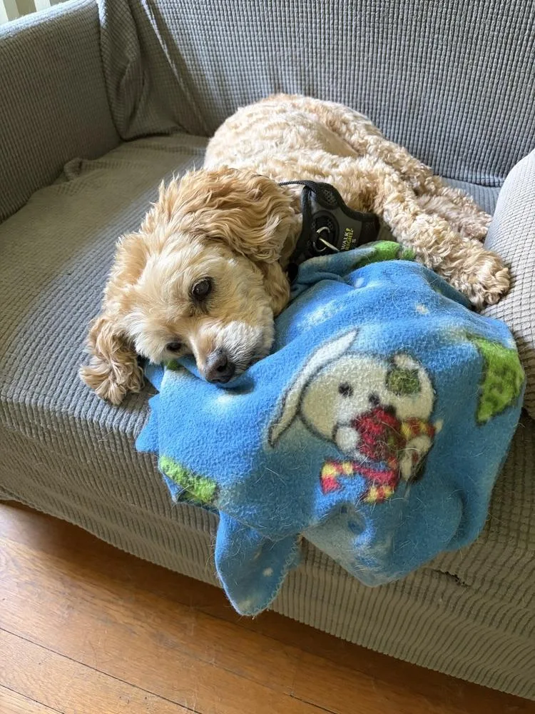 A senior small-sized female White / Cream Cockapoo dog named Leelo for adoption in Middletown, CT