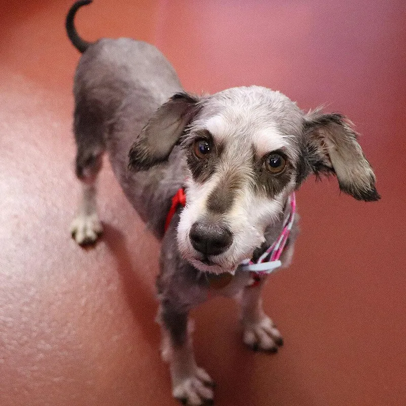 An adult small-sized female Giant Schnauzer dog named Thelma for adoption in Port Washington, NY