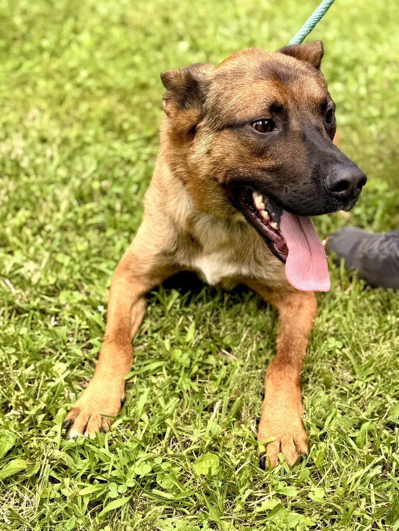 An adult medium-sized male Brown / Chocolate Belgian Shepherd / Malinois dog named Rocket Transport for adoption in Gradyville, KY
