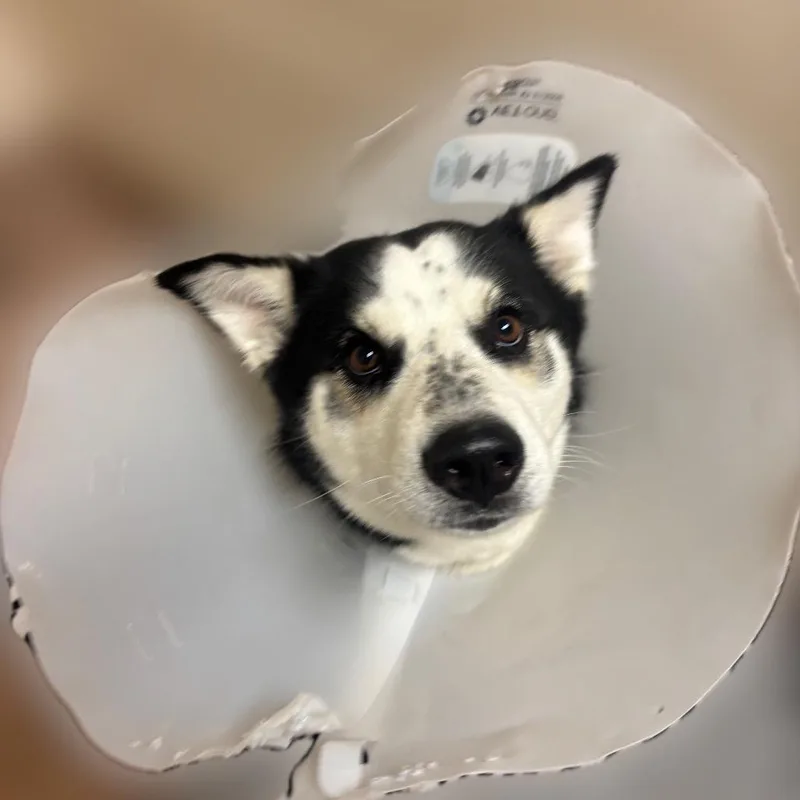 An adult medium-sized male Husky dog named Kai for adoption in Reno, NV