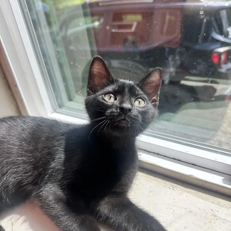 A young medium-sized male Black Domestic Short Hair cat named Clover& Sprout for adoption in Hermitage, PA