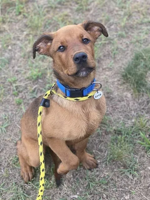 Scoob